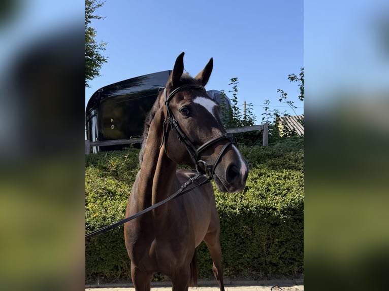 Westfaal Ruin 5 Jaar 175 cm Bruin in Fröndenberg