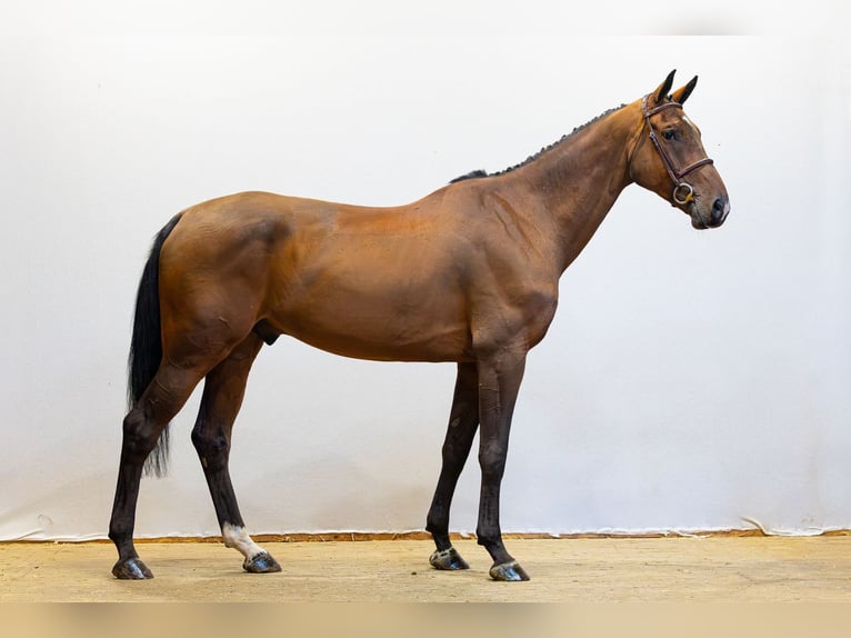 Westfaal Ruin 5 Jaar 175 cm Bruin in Waddinxveen