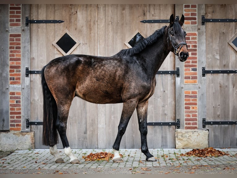 Westfaal Ruin 5 Jaar 175 cm Donkerbruin in Rosendahl
