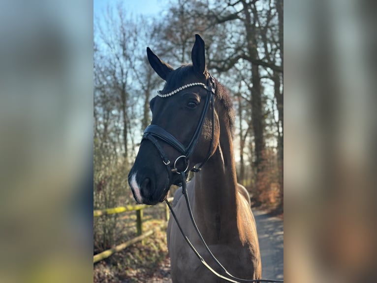 Westfaal Ruin 5 Jaar 175 cm Zwart in Dorsten
