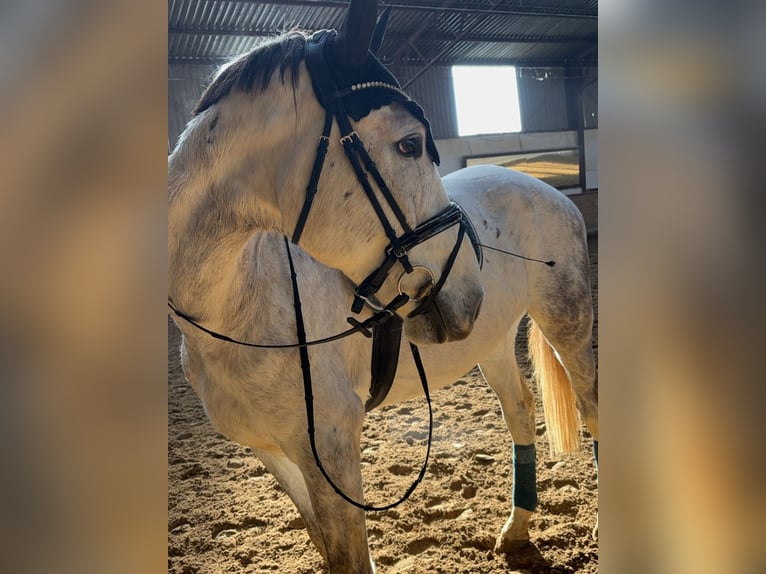 Westfaal Ruin 5 Jaar 176 cm Appelschimmel in Berkatal