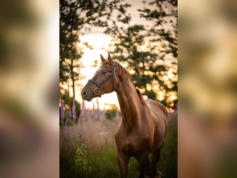 Westfaal Ruin 5 Jaar 176 cm Donkere-vos in Attendorn