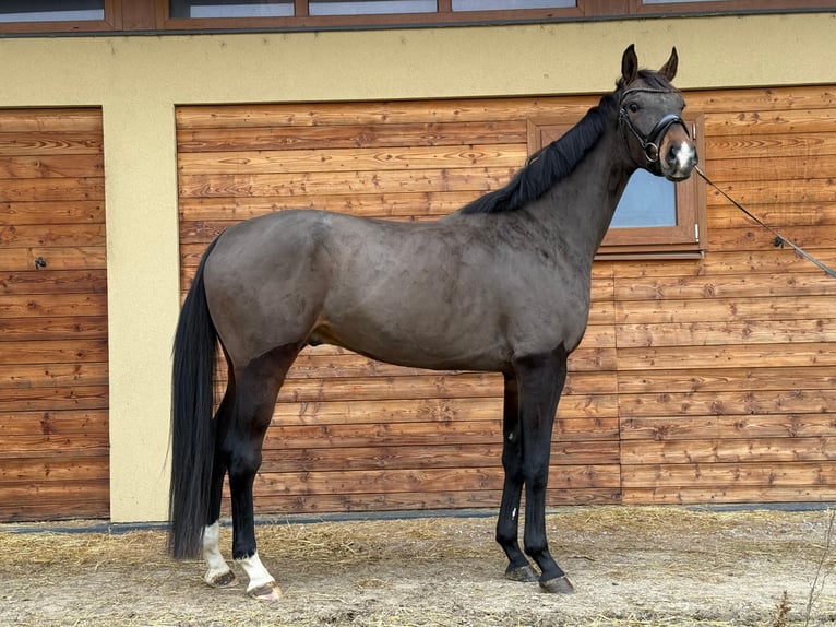 Westfaal Ruin 5 Jaar 179 cm Bruin in Pezinok