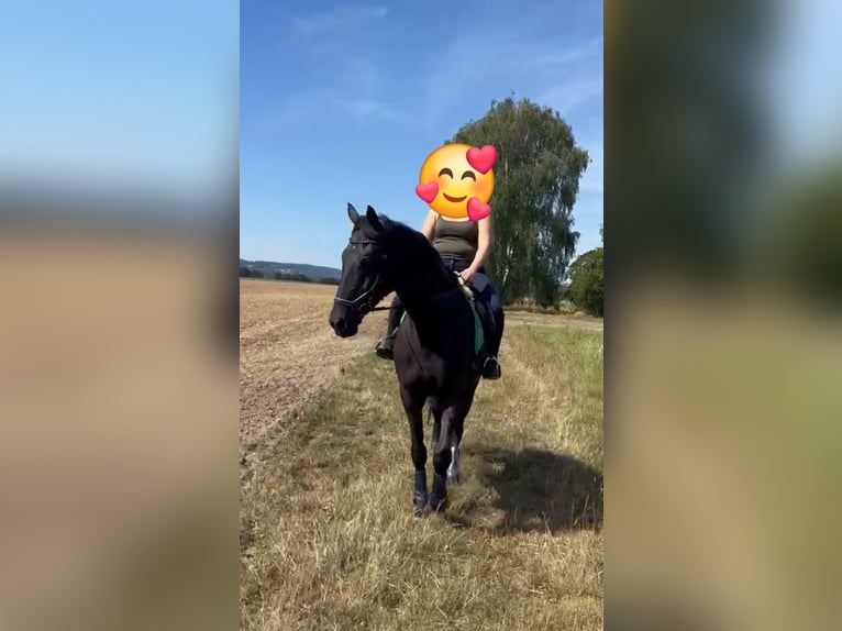 Westfaal Ruin 5 Jaar 180 cm Zwart in Leopoldshöhe