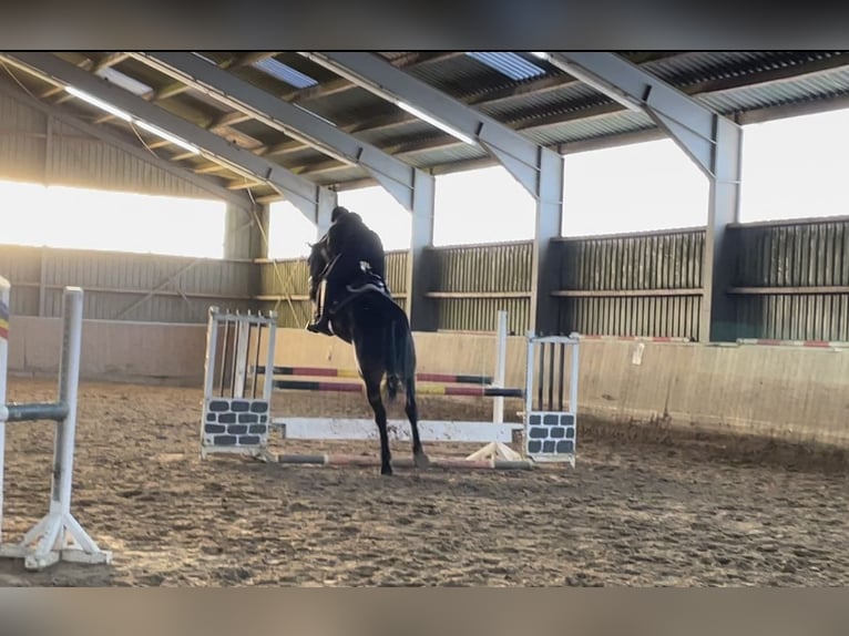 Westfaal Ruin 5 Jaar 180 cm Zwartbruin in Windhagen
