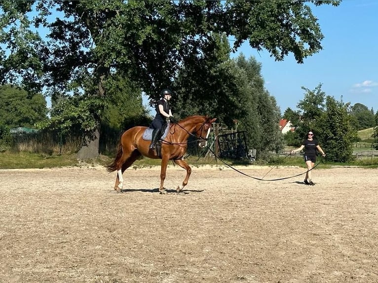 Westfaal Ruin 5 Jaar 183 cm Vos in Leipzig