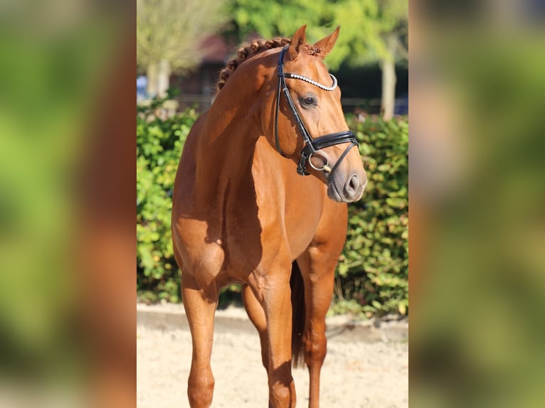 Westfaal Ruin 5 Jaar Bruin in Meinersen