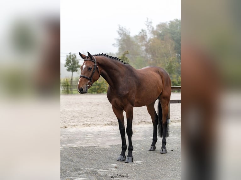 Westfaal Ruin 5 Jaar Bruin in Bladel