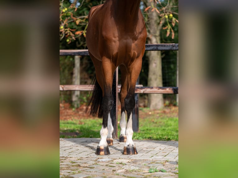 Westfaal Ruin 5 Jaar Bruin in GROTE-BROGEL