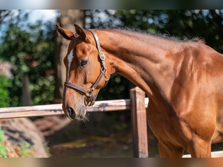 Westfaal Ruin 5 Jaar Bruin in GROTE-BROGEL