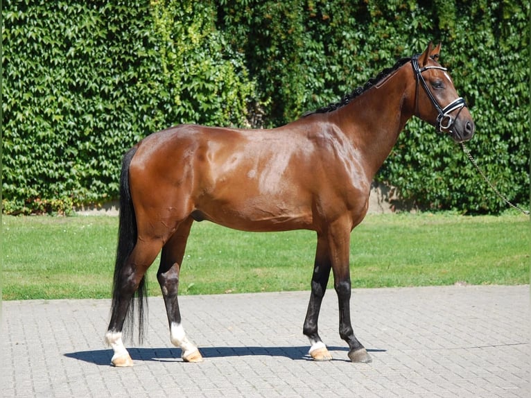 Westfaal Ruin 6 Jaar 158 cm Bruin in Osnabrück