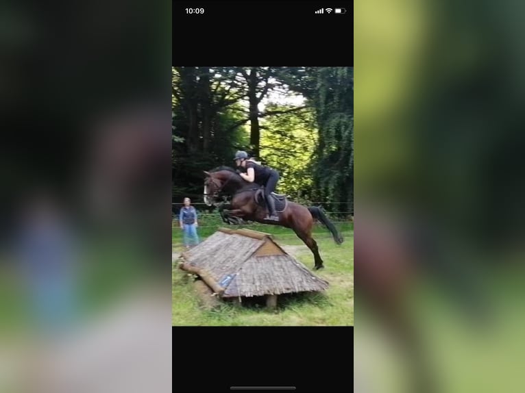 Westfaal Ruin 6 Jaar 160 cm Bruin in Greven