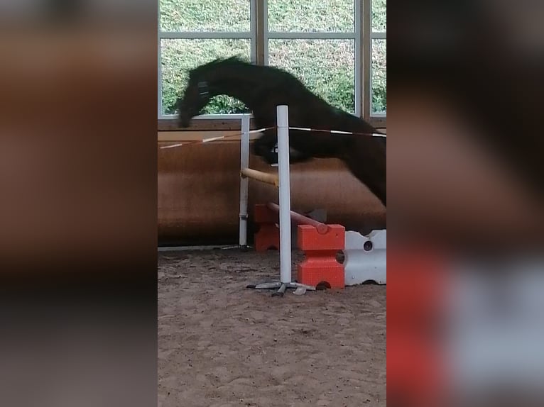 Westfaal Ruin 6 Jaar 160 cm Bruin in Morsbach