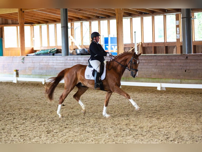 Westfaal Ruin 6 Jaar 162 cm Vos in Billerbeck