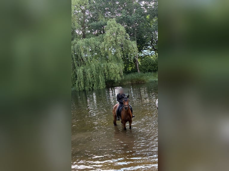 Westfaal Ruin 6 Jaar 165 cm Bruin in Petershagen