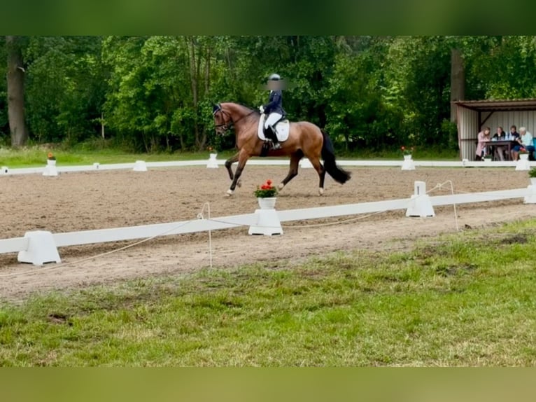 Westfaal Ruin 6 Jaar 165 cm Bruin in Petershagen