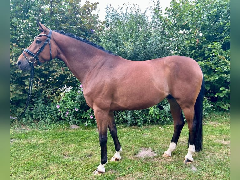 Westfaal Ruin 6 Jaar 165 cm Bruin in Petershagen