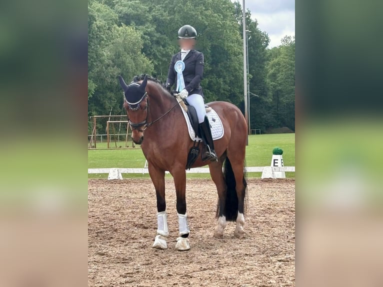 Westfaal Ruin 6 Jaar 165 cm Bruin in Petershagen