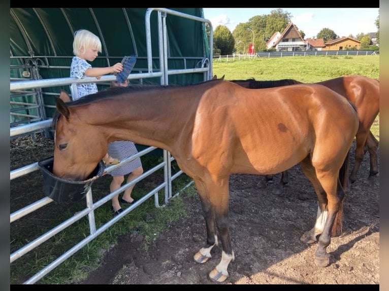 Westfaal Ruin 6 Jaar 165 cm Bruin in Rietberg
