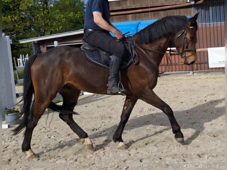Westfaal Ruin 6 Jaar 165 cm Bruin in Marienheide