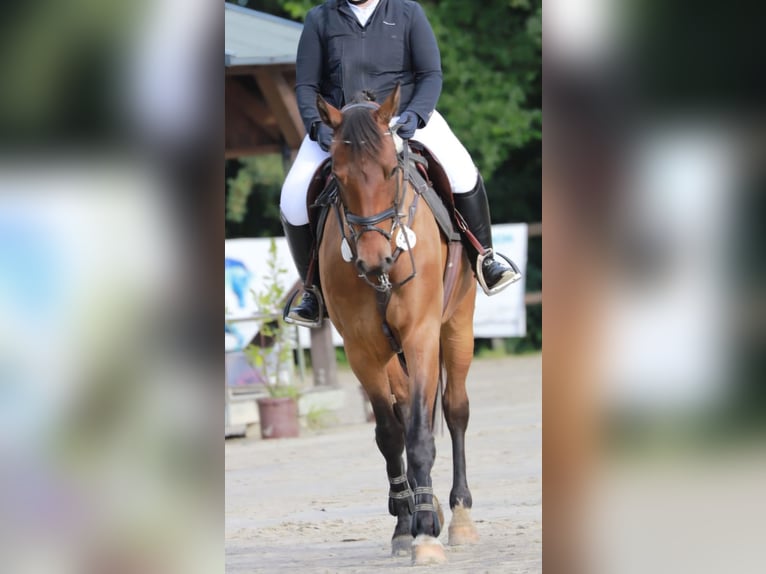 Westfaal Ruin 6 Jaar 165 cm Bruin in Marienheide