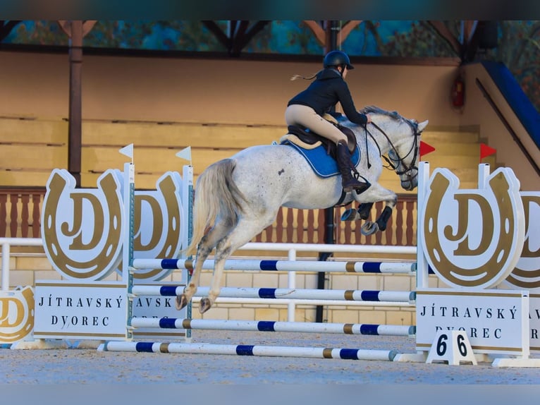 Westfaal Ruin 6 Jaar 165 cm Schimmel in Liberec