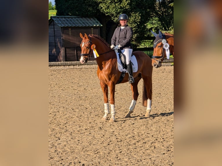 Westfaal Ruin 6 Jaar 165 cm Vos in Billerbeck