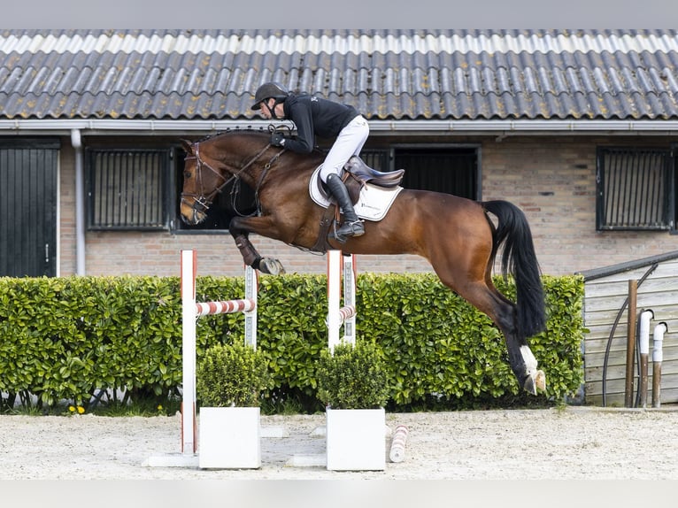 Westfaal Ruin 6 Jaar 166 cm  in Waddinxveen