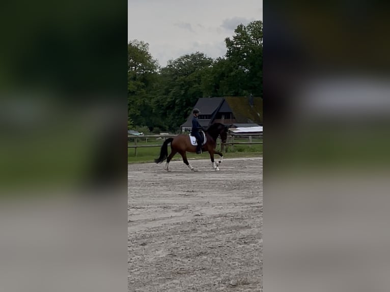 Westfaal Ruin 6 Jaar 167 cm Bruin in Ibbenbüren
