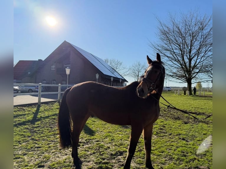 Westfaal Ruin 6 Jaar 167 cm Bruin in GROTE-BROGEL