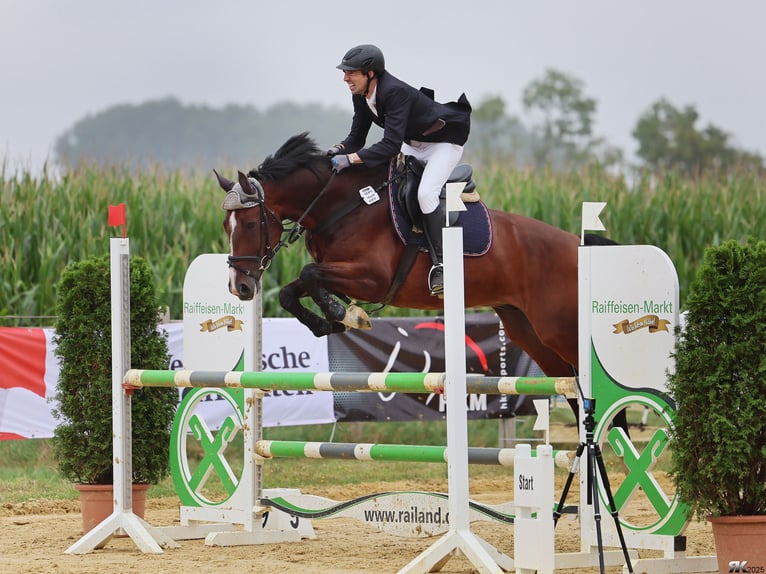 Westfaal Ruin 6 Jaar 168 cm Bruin in Schüttorf