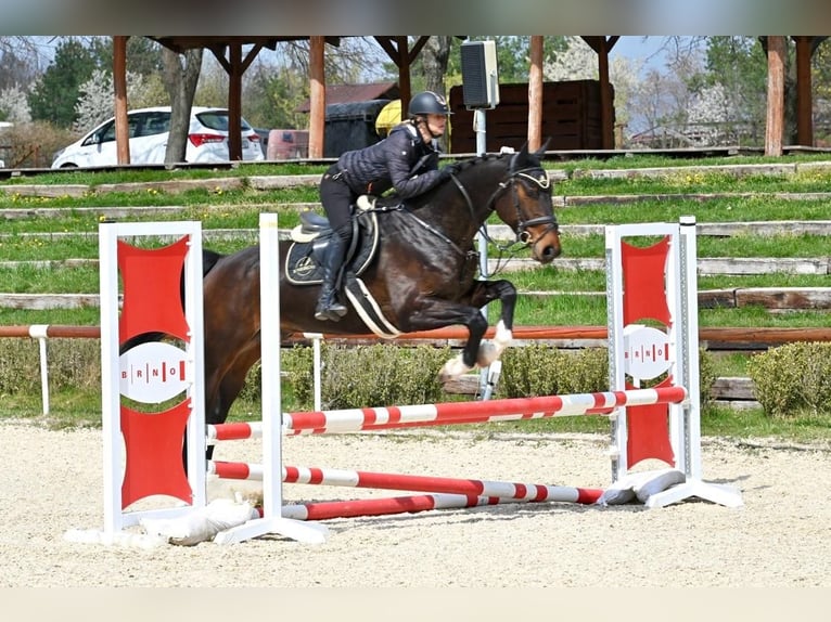 Westfaal Ruin 6 Jaar 168 cm Donkerbruin in Brno