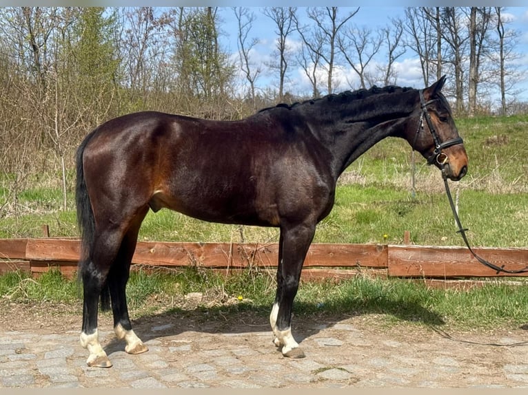 Westfaal Ruin 6 Jaar 168 cm Donkerbruin in Brno