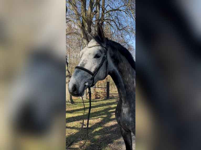 Westfaal Ruin 6 Jaar 168 cm Schimmel in Diemelstadt