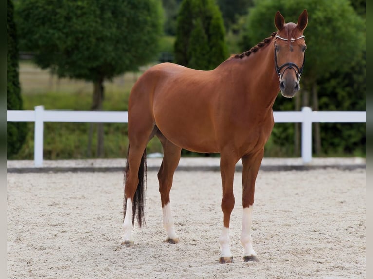 Westfaal Ruin 6 Jaar 168 cm Vos in Geilenkirchen