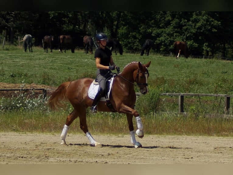 Westfaal Ruin 6 Jaar 168 cm Vos in Iserlohn