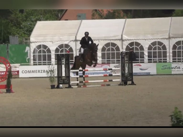 Westfaal Ruin 6 Jaar 169 cm Bruin in Hannover