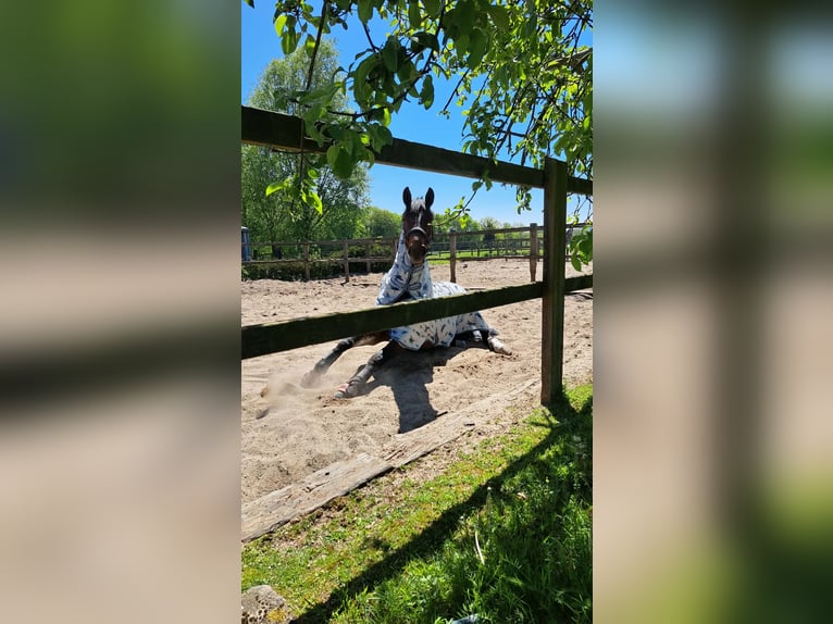 Westfaal Ruin 6 Jaar 170 cm Bruin in Ittre