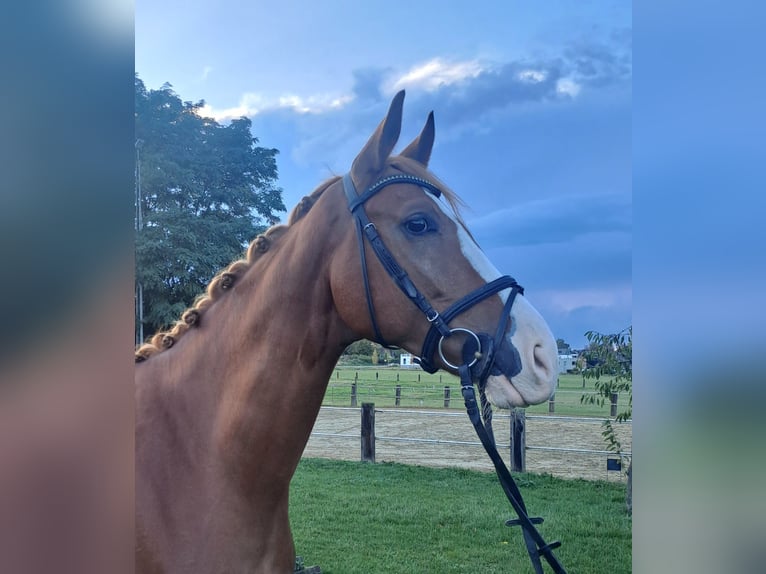 Westfaal Ruin 6 Jaar 170 cm Vos in Schwerte