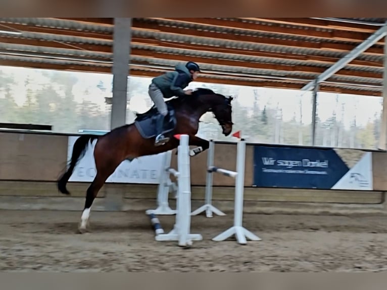 Westfaal Ruin 6 Jaar 172 cm Bruin in Beelen