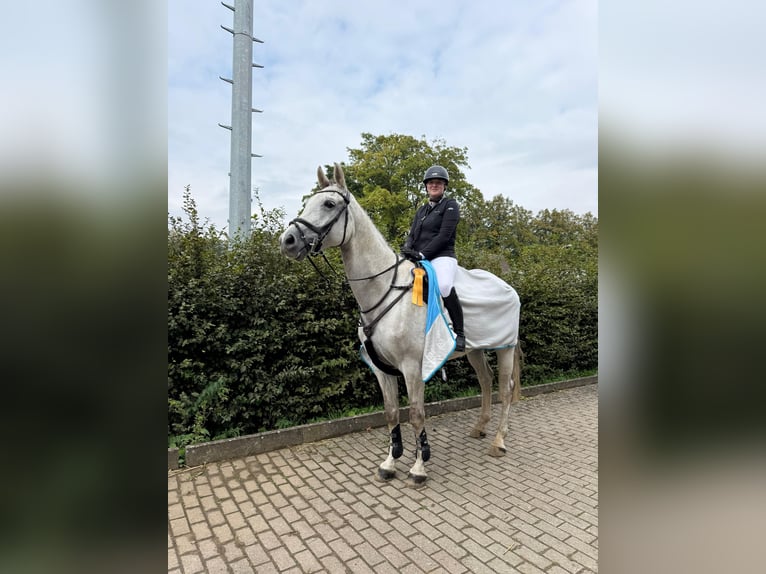 Westfaal Ruin 6 Jaar 172 cm Schimmel in Bad Driburg