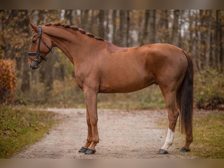 Westfaal Ruin 6 Jaar 172 cm Vos in Wehringen