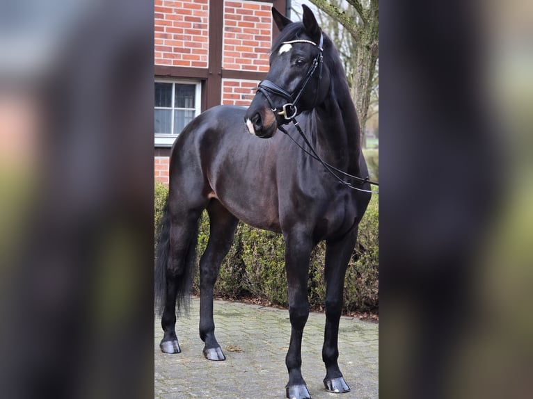 Westfaal Ruin 6 Jaar 172 cm Zwartbruin in Warendorf