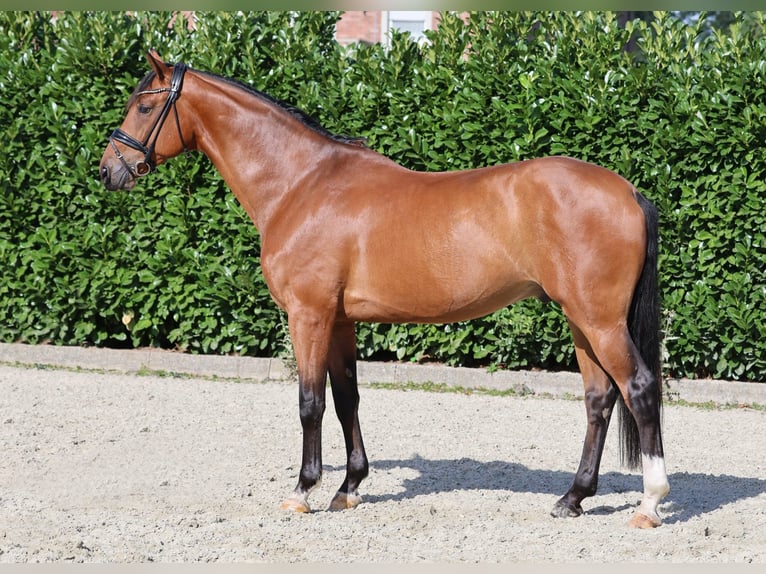 Westfaal Ruin 6 Jaar 173 cm Bruin in Greven