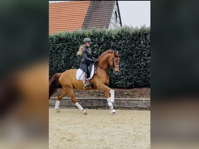 Westfaal Ruin 6 Jaar 173 cm Vos in Bönen