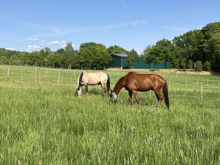 Westfaal Ruin 6 Jaar 173 cm Vos in Memmelsdorf
