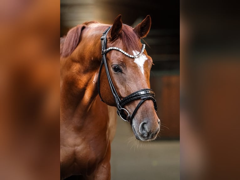 Westfaal Ruin 6 Jaar 173 cm Vos in Weitersweiler
