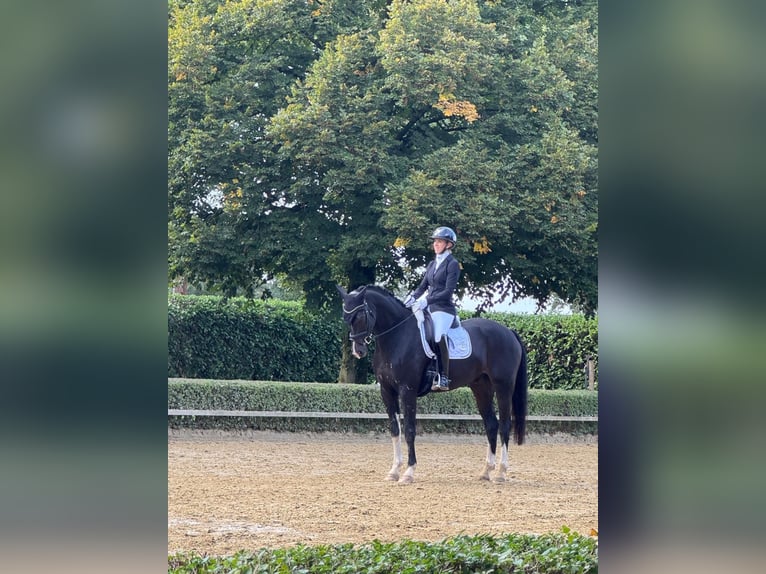 Westfaal Ruin 6 Jaar 173 cm Zwartbruin in Haltern am See