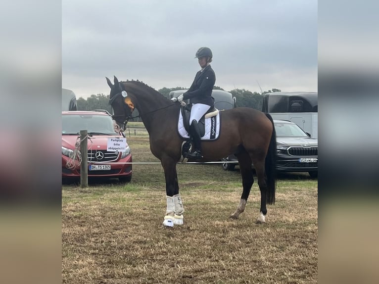 Westfaal Ruin 6 Jaar 174 cm Bruin in LinsburgLinsburg