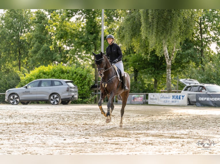 Westfaal Ruin 6 Jaar 174 cm Zwartbruin in Haltern am See